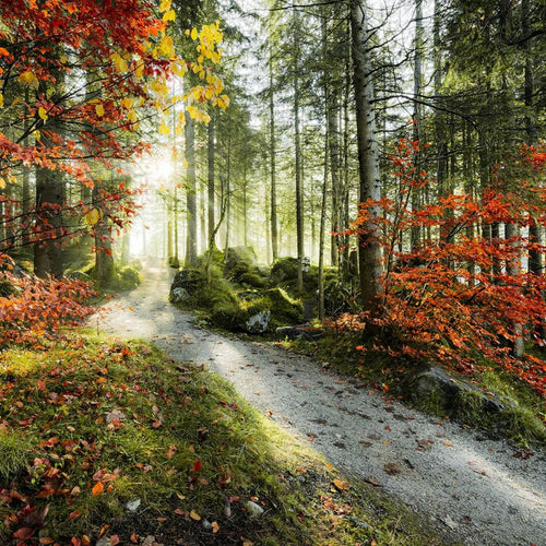 Sanders & Sanders fotobehang bos groen en warm oranje - 450 x 280 cm - 612624