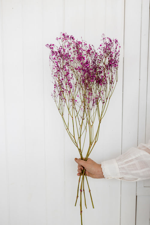 My Flowers.shop Donkerroze gedroogd Gipskruid | Donkerroze Gypsophila droogbloemen |  Lengte ± 60 cm | Per bos van 5 takken - vtwonen shop