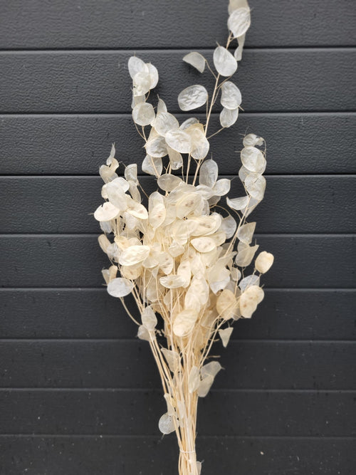 My Flowers.shop Wit gebleekte Judaspenning | Gebleekte Lunaria droogbloemen | Lengte ± 65 centimeter | Per bos - vtwonen shop