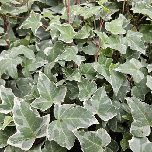 Trendyplants - Hedera helix 'Glacier' - 20 stuks - Bonte Klimop - Winterhard - Hoogte 20-30 cm - Potmaat Ø9cm - vtwonen shop