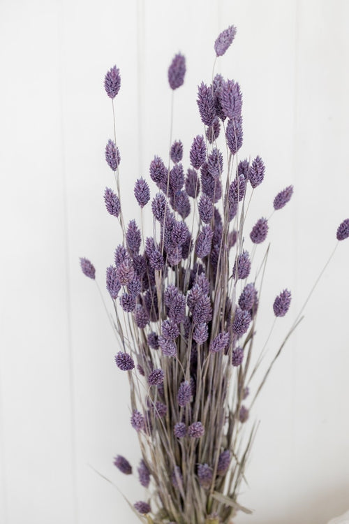 My Flowers.shop Milka paars gedroogd Kanariegras | Milka paarse Phalaris droogbloemen | Lengte ± 65 cm | Per bos - vtwonen shop