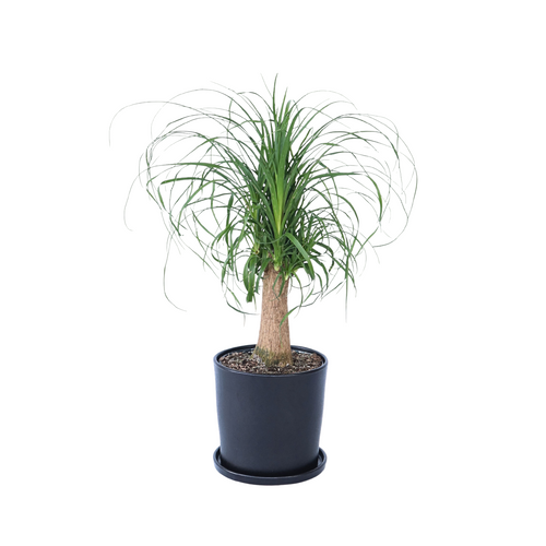 Plant in a Box Beaucarnea recurvata - Robuuste stam - Olifantspoot - Pot 21cm - Hoogte 60-70cm - vtwonen shop