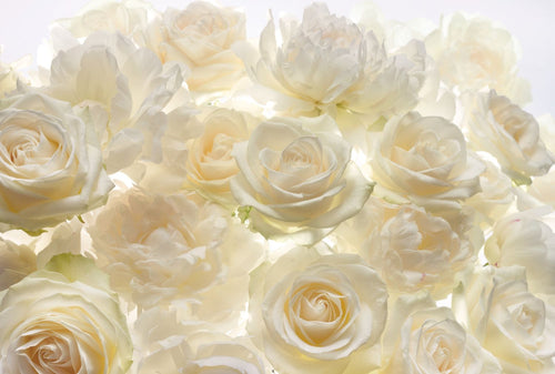 Komar fotobehang rozen gebroken wit - 368 x 248 cm - 611118