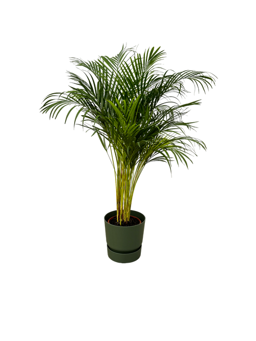 Trendyplants - Areca palm - ↨130cm - Ø24cm inclusief elho Greenville Round groen Ø30cm x ↨28cm - vtwonen shop