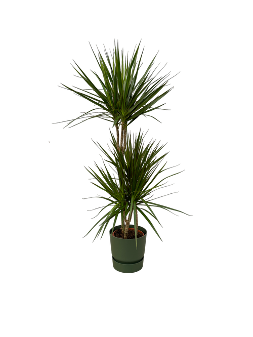 Trendyplants - Dracaena Marginata - ↨120cm - Ø21cm inclusief elho Greenville Round groen Ø24cm x ↨23cm - vtwonen shop