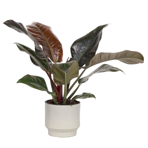 Plant in a Box kamerplant Philodendron Imperial red - hoogte 50cm - pot 19cm - vtwonen shop