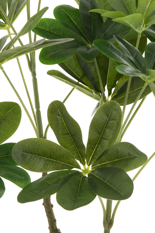 J-Line geldboom In Pot - kunststof - groen - small - vtwonen shop