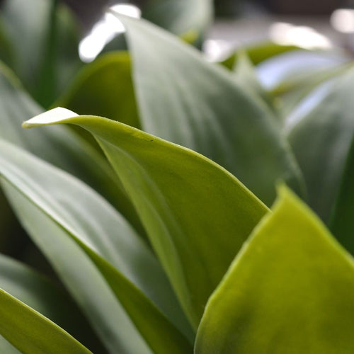 Maxifleur Agave kunstplant 70cm - UV bestendig