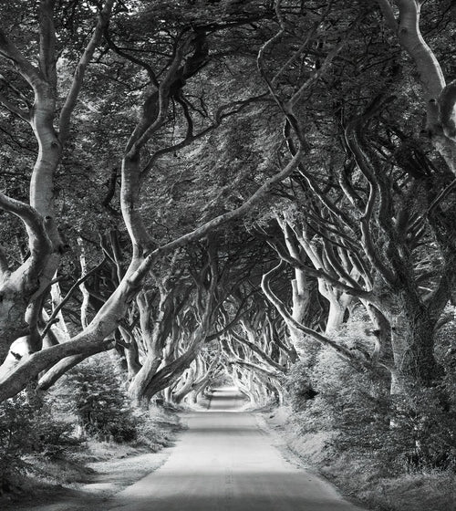 Sanders & Sanders fotobehang bos zwart wit - 250 x 280 cm - 612585