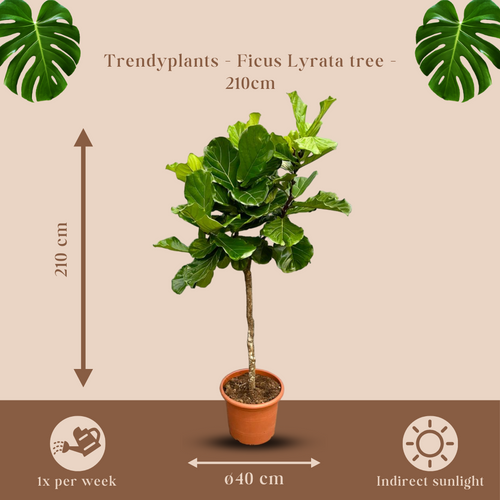 Trendyplants - Ficus Lyrata boom - Tabaksplant - Kamerplant - Hoogte 200-220 cm - Potmaat Ø40cm - vtwonen shop