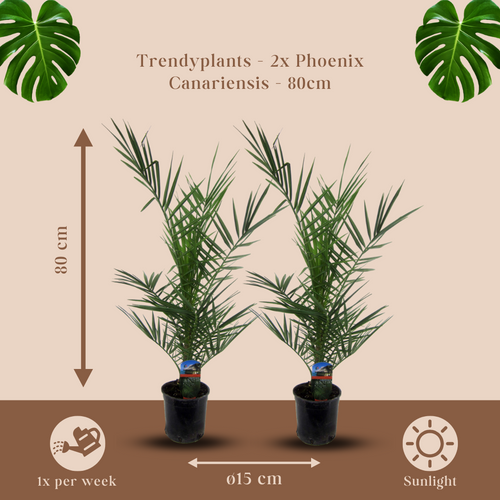 Trendyplants - 2x Phoenix Canariensis - Dadelpalm - Winterhard - Tuinplant - Hoogte 70-90 cm - Potmaat Ø15cm - vtwonen shop