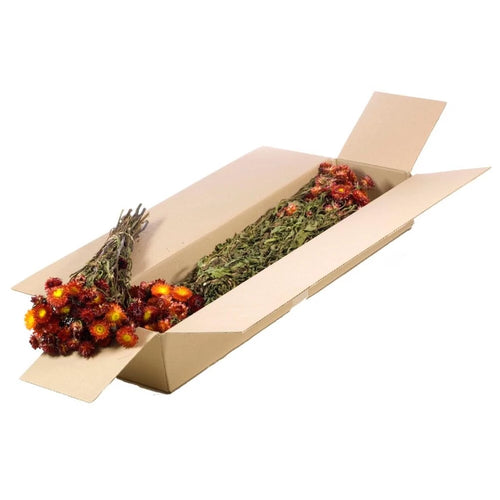 My Flowers.shop Gedroogde rode Helichrysum | Rode strobloemen droogbloemen | Lengte 55 centimeter | Per stuk - vtwonen shop