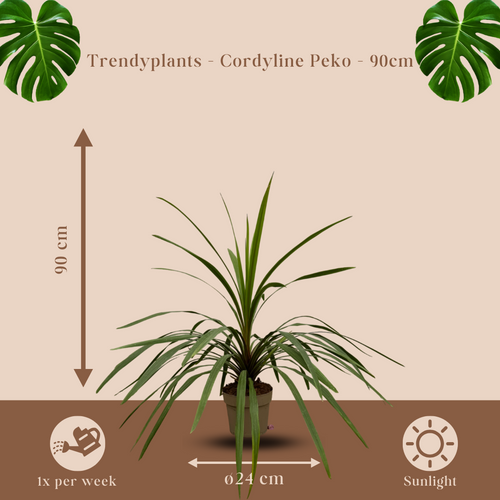 Trendyplants - Cordyline Peko - Tuinplant - Hoogte 80-100 cm - Potmaat Ø24cm - vtwonen shop