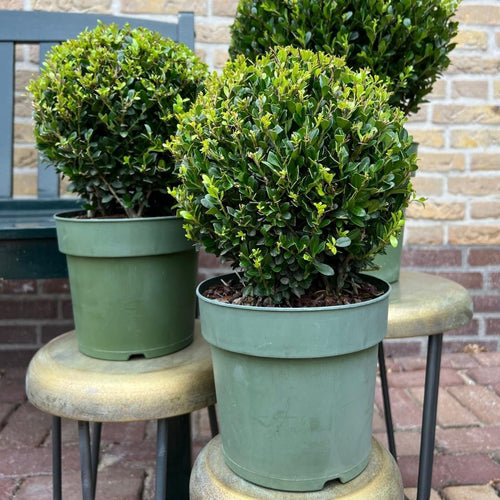 Trendyplants - Ilex crenata 'Jenny' - Buxus bol - 2 stuks  - Winterhard - Hoogte 25-45 cm - Potmaat Ø20cm - vtwonen shop