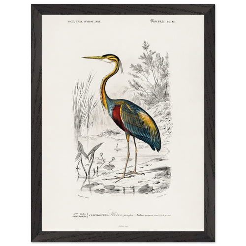 Artfulprints Poster met Lijst Charles Dessalines d'Orbigny - Purple heron (Ardea purpurea)   - 30x40 cm - Meerkleurig