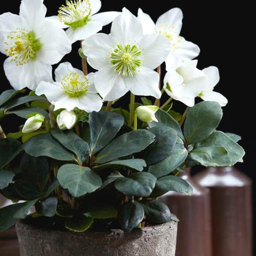 Trendyplants - Helleborus niger 'Christmas Carol' - 24 stuks - Kerstroos - Winterhard - Hoogte 15-25 cm - Potmaat Ø7cm - vtwonen shop