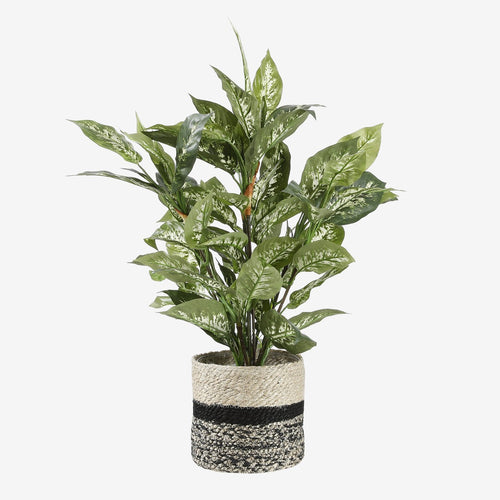 Mica Decorations Dieffenbachia Kunstplant in Bloempot Stan - H70 x Ø55 cm - Groen