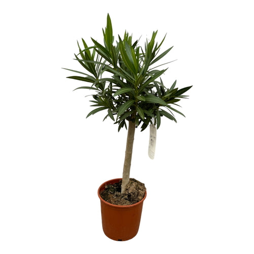 Trendyplants - Nerium Oleander op stam met roze bloem - Hoogte 80-100 cm - Tuinplant - Potmaat Ø22cm - vtwonen shop