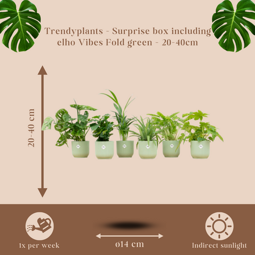 Trendyplants - Verrassingsbox - 6 kamerplanten inclusief elho Vibes Fold Round groen - Hoogte 20-40 cm - Potmaat Ø14cm - vtwonen shop