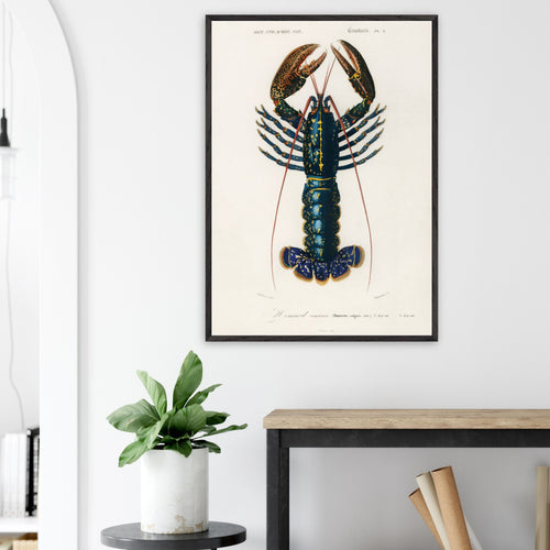Artfulprints Poster Charles Dessalines d'Orbigny - Crimson crawfish (palemon ornatum)   - 50x70 cm - Blauw