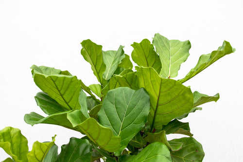 Trendyplants - Ficus Lyrata boom - Tabaksplant - Kamerplant - Hoogte 140-160 cm - Potmaat Ø30cm - vtwonen shop