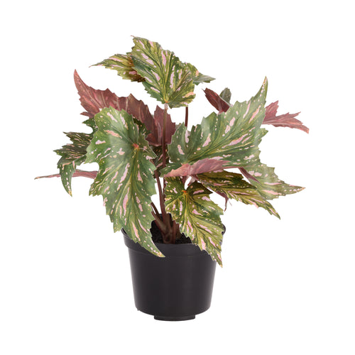 Maxifleur Begonia Rex kunstplant groen rood 20cm in kweekpot