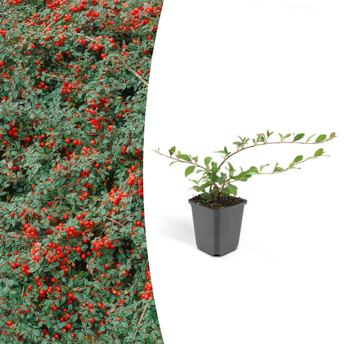 Trendyplants - Cotoneaster dammeri - Dwergmispel - 6 stuks - Winterhard - Hoogte 15-25cm - Potmaat Ø9cm - vtwonen shop