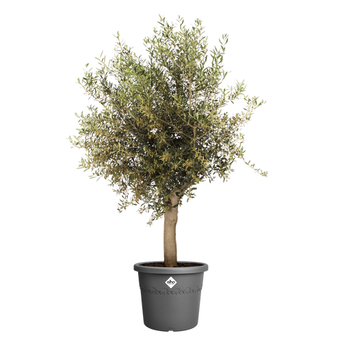 elho algarve cilindro 58 antraciet | Bloempot | Geschikt voor buiten