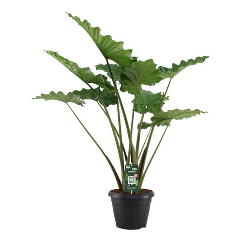 Trendyplants - Alocasia Portodora - Olifantsoor - Kamerplant - Hoogte 130-150 cm - Potmaat Ø35cm - vtwonen shop