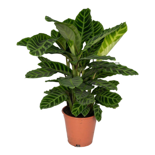 Trendyplants - Calathea Zebrina - Pauwenplant - Kamerplant - Hoogte 70-90 cm - Potmaat Ø19cm - vtwonen shop