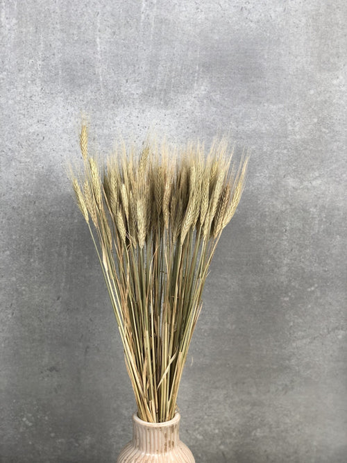 My Flowers.shop Triticale natuurlijk groene droogbloemen | Lengte ± 70 cm | Per bos - vtwonen shop