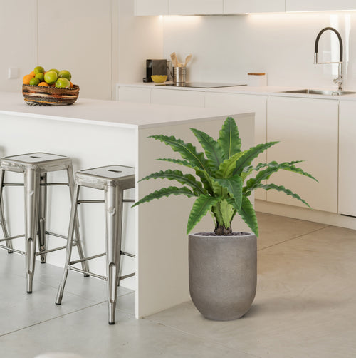 Maxifleur Asplenium Kunst Varen RT 60cm