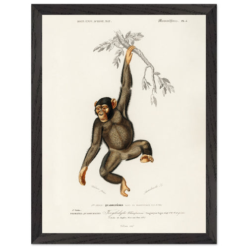 Artfulprints Poster met Lijst Charles Dessalines d'Orbigny - Chimpangze (troglodyte chimpanze)   - 30x40 cm - Bruin
