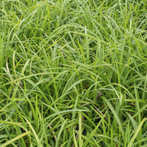 Trendyplants - Carex morrowii 'Irish Green' - 12 stuks - Zegge - Winterhard - Hoogte 10-25 cm - Potmaat Ø9cm - vtwonen shop