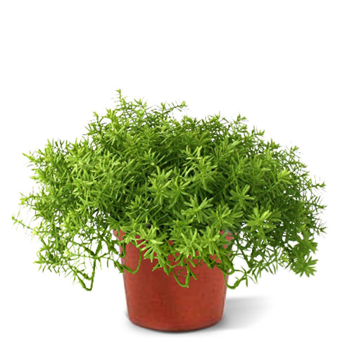 Maxifleur Senecio vetplant 30cm