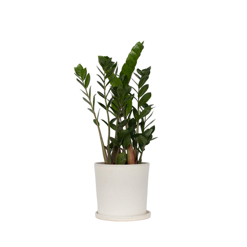 Plant in a Box Zamioculcas Zamiifolia - ZZ-plant - Kamerplant - Pot 17cm - Hoogte 55-65cm - vtwonen shop