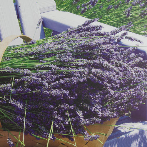 Art for the Home Buitencanvas - Lavendel Stoel - 70x50cm