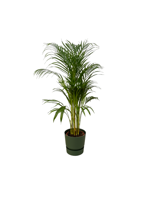 Trendyplants - Areca palm - ↨110cm - Ø21cm inclusief elho Greenville Round groen Ø24cm x ↨23cm - vtwonen shop