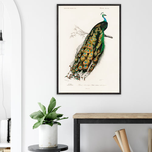 Poster Charles Dessalines d'Orbigny - Indian peafowl (pavo cristatus)   - A4 21x29.7 cm -