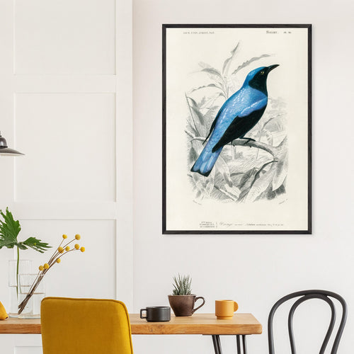 Artfulprints Poster met Lijst Charles Dessalines d'Orbigny - Square-tailed drongo (Edoius caerulescens)   - 70x100 cm - Blauw