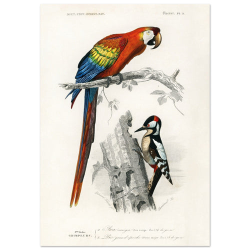 Artfulprints Poster Charles Dessalines d'Orbigny - Different types of birds   - 30x40 cm - Meerkleurig