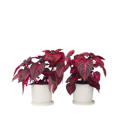 Plant in a Box kamerplant - Set van 2 Iresine herbstii Red - hoogte 20-30cm - pot 13cm - vtwonen shop