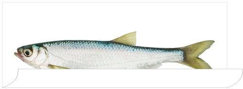 ESTAhome muursticker vis geel en blauw - 97 x 48.5 cm - 159038 - vtwonen shop