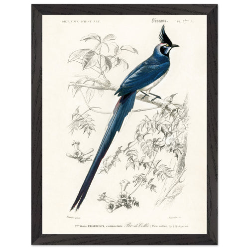 Artfulprints Poster met Lijst Charles Dessalines d'Orbigny - Black-throated magpie-jay (pica colliei)   - 30x40 cm - Blauw