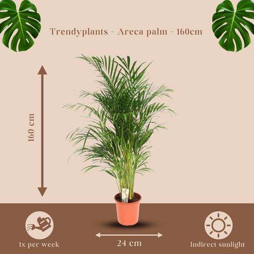 Trendyplants - Areca palm - Goudpalm - Kamerplant - Hoogte 150-170 cm - Potmaat Ø24cm - vtwonen shop