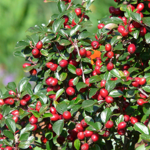 Trendyplants - Cotoneaster dammeri - Dwergmispel - 40 stuks - Winterhard - Hoogte 15-25cm - Potmaat Ø9cm - vtwonen shop