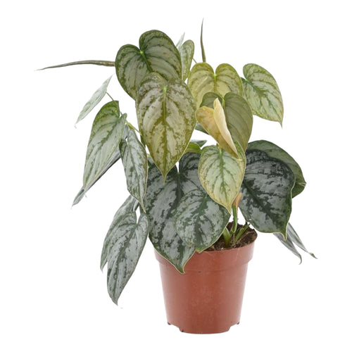 Trendyplants - Philodendron Brandtianum - Kamerplant - Hoogte 25-45 cm - Ø12cm - vtwonen shop