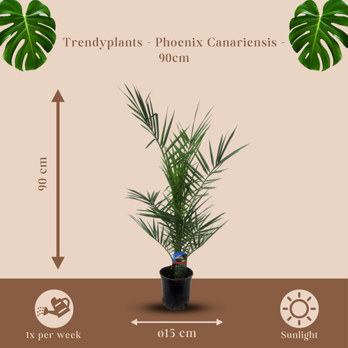 Trendyplants - Phoenix Canariensis - Winterhard - Tuinplant - Hoogte 80-100 cm - Potmaat Ø15cm - vtwonen shop