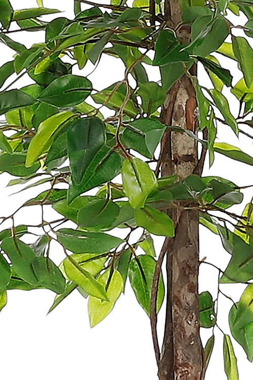 Mica Decorations Ficus Kunstplant in Bloempot - H150 x Ø50 cm - Groen  - vtwonen shop