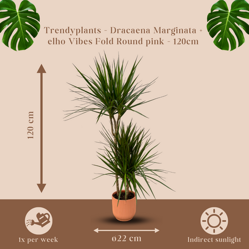 Trendyplants - Dracaena Marginata - ↨120cm - Ø21cm inclusief elho Vibes Fold Round roze Ø22cm x ↨20cm - vtwonen shop